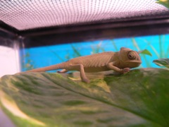 Tarzan the Veiled Chameleon